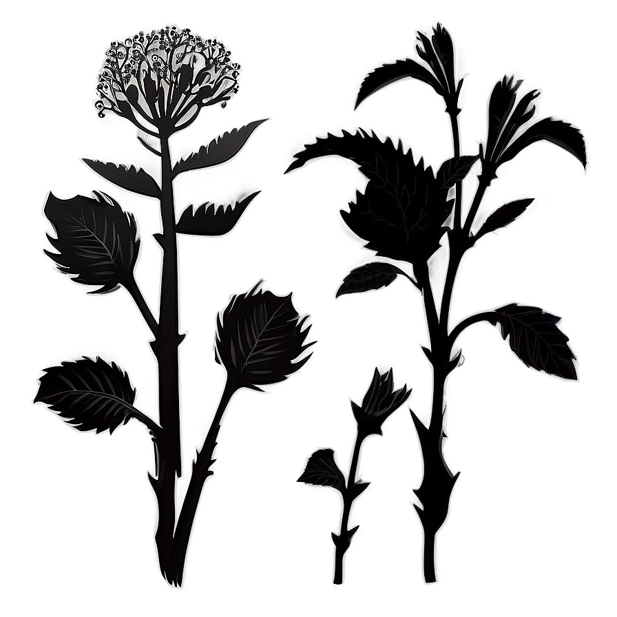 Organic Flower Silhouette Png 06262024