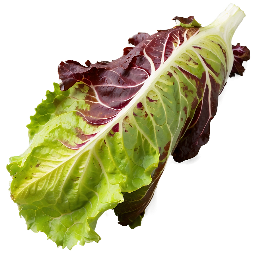 Organic Green Lettuce Png Kqr95