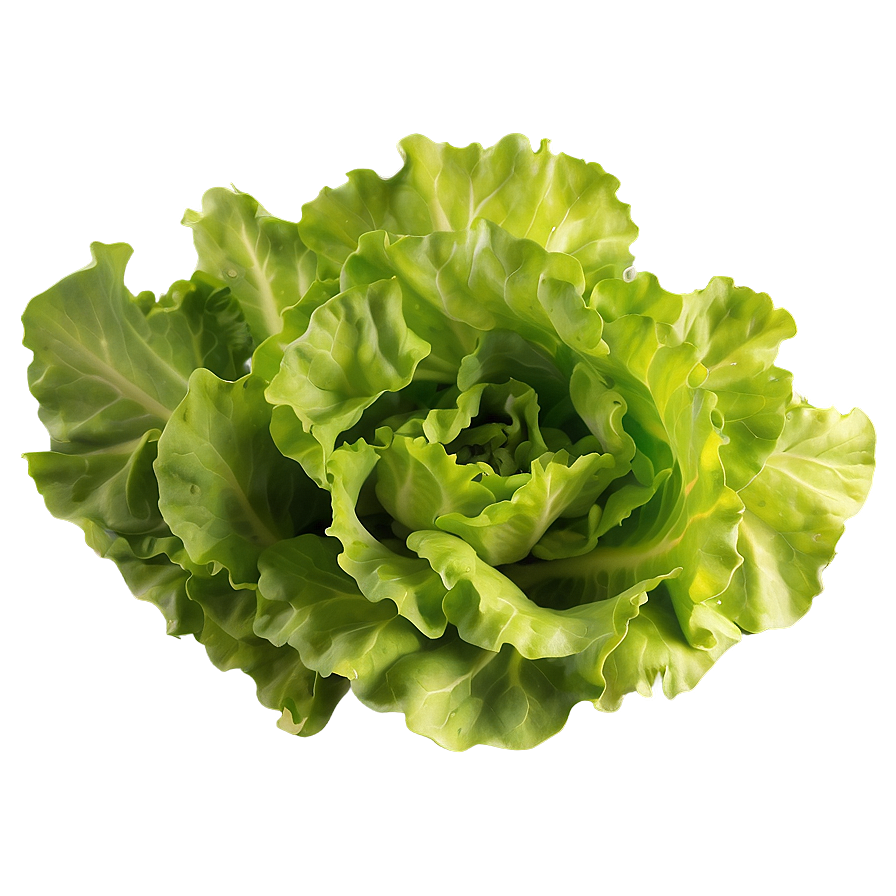 Organic Green Lettuce Png Veo42