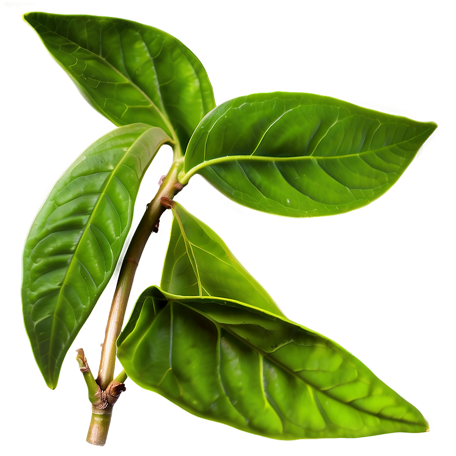 Organic Green Tea Leaves Png 91