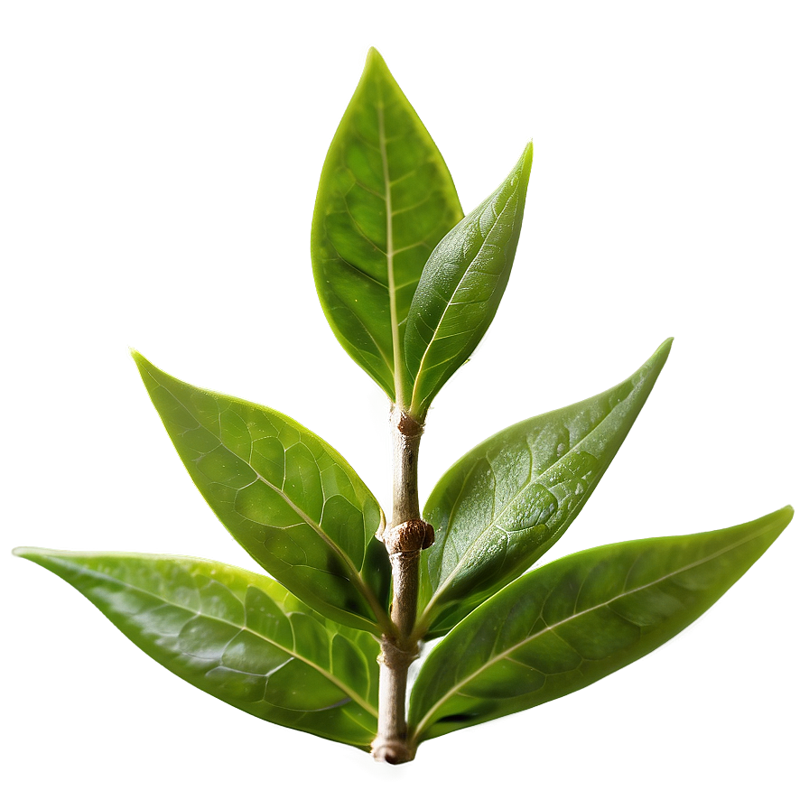 Organic Green Tea Leaves Png Nep