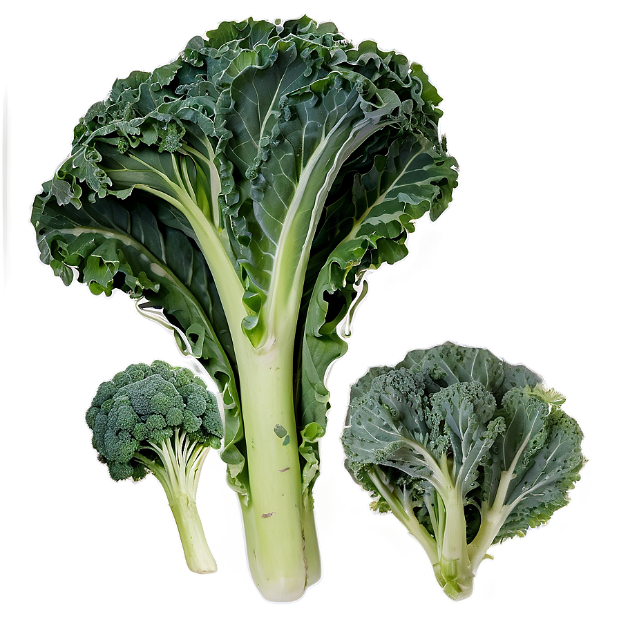 Organic Kale Leaves Bundle Png 69