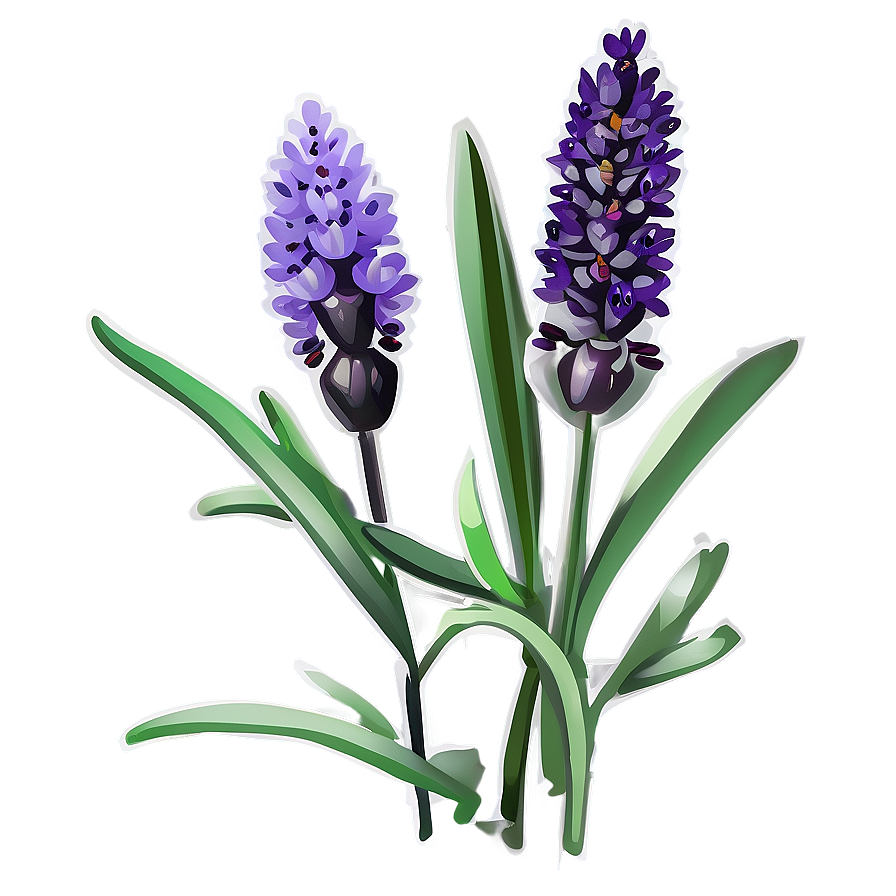 Organic Lavender Plant Png Qui