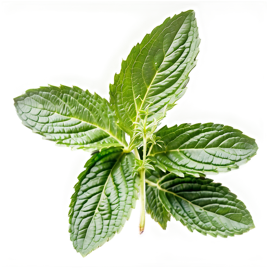 Organic Mint Leaf Png 29