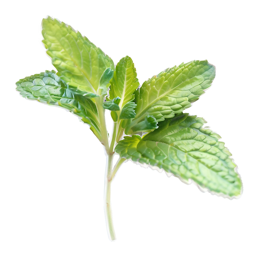 Organic Mint Leaf Png 76