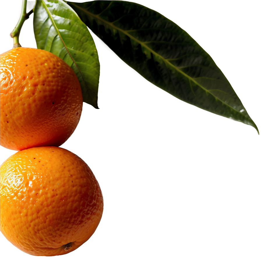 Organic Oranges Png Qao