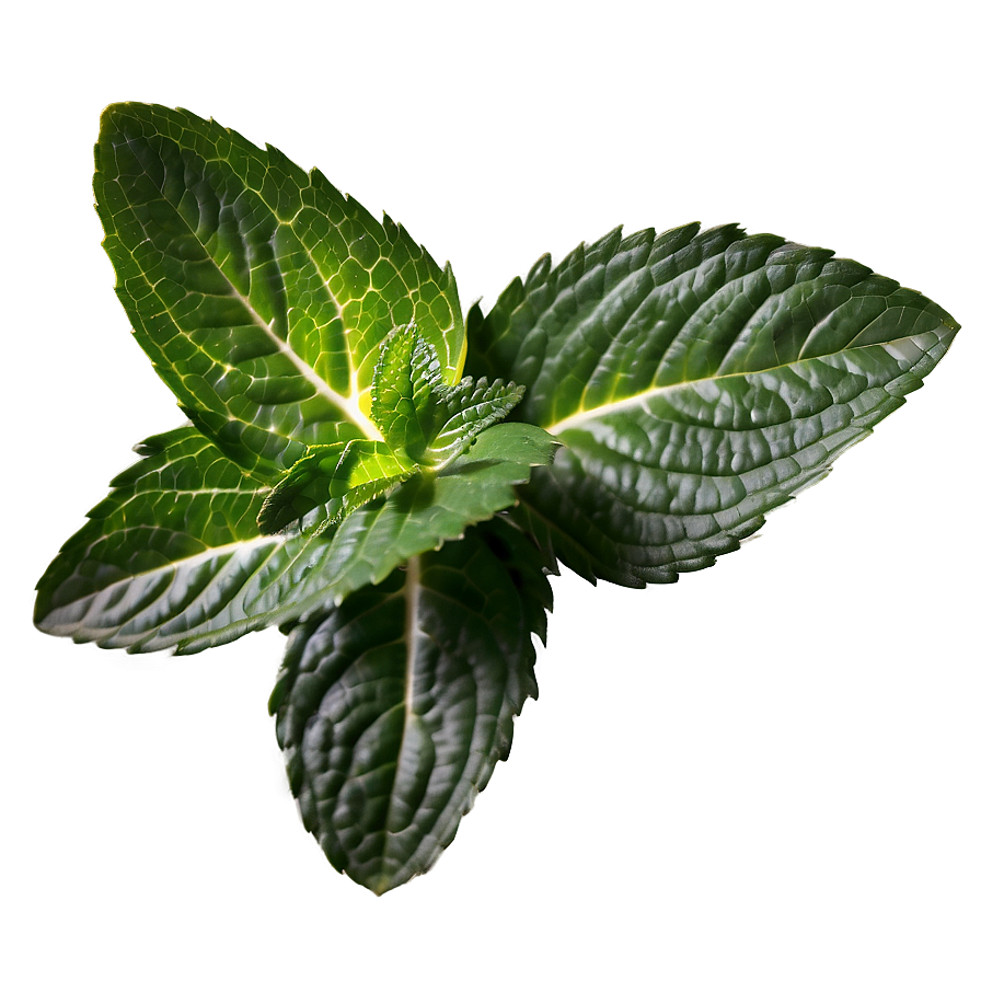 Organic Peppermint Leaves Png Cwx39