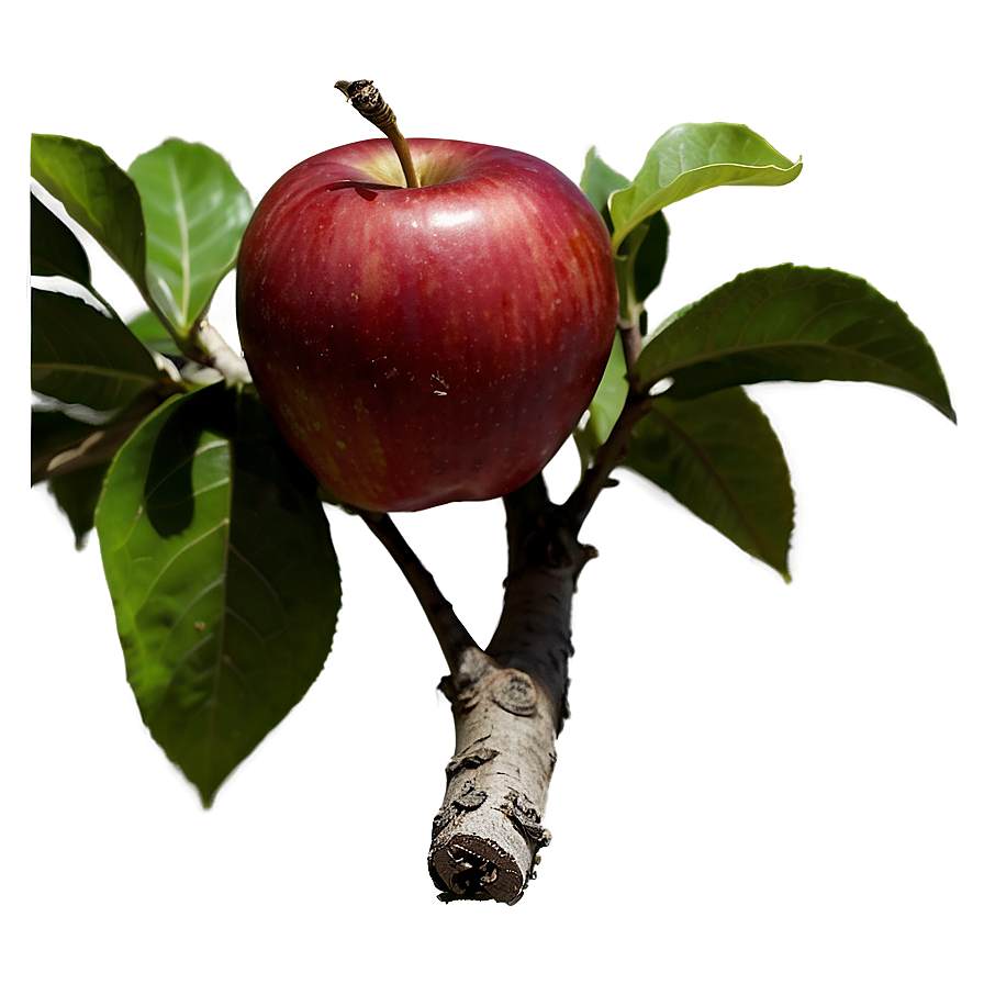 Organic Red Apple Png 06272024