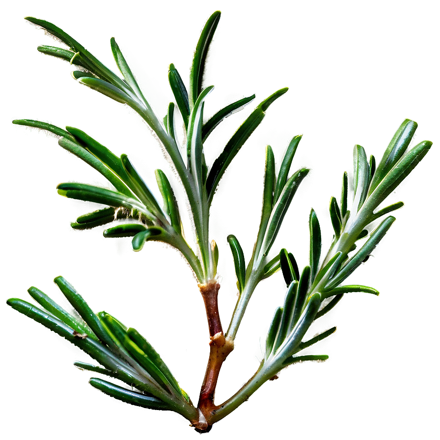 Organic Rosemary Png 06122024