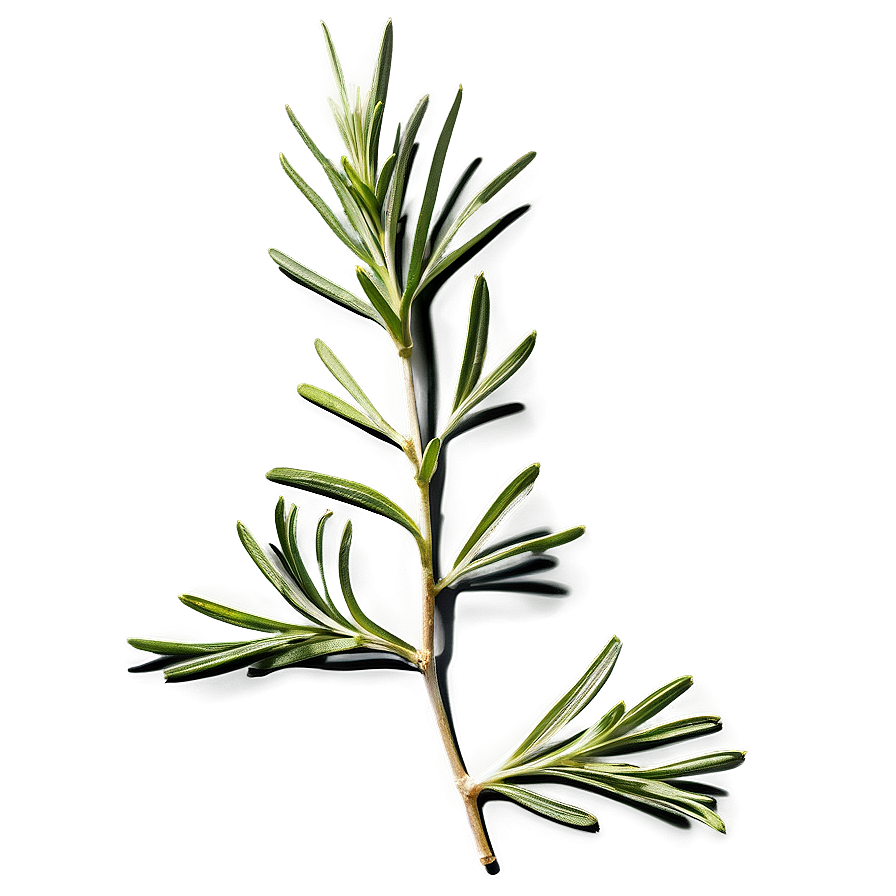 Organic Rosemary Png 51