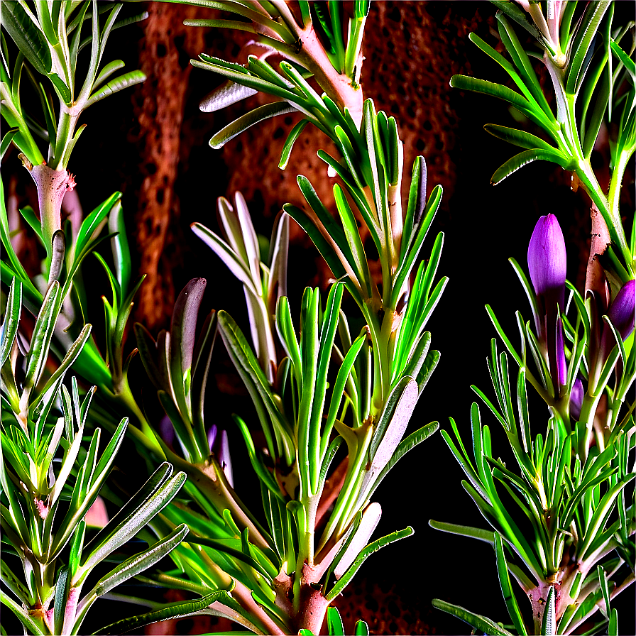 Organic Rosemary Png Dfv