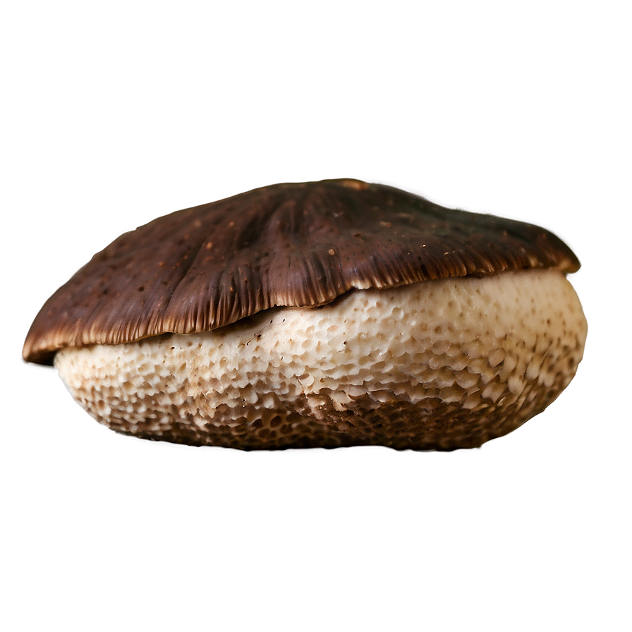 Organic Shiitake Mushroom Png 06252024