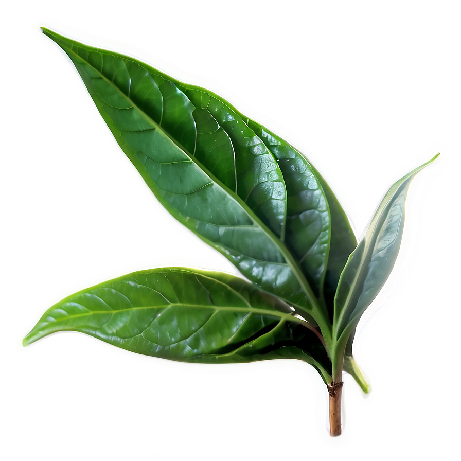 Organic Tea Leaf Png Ggx