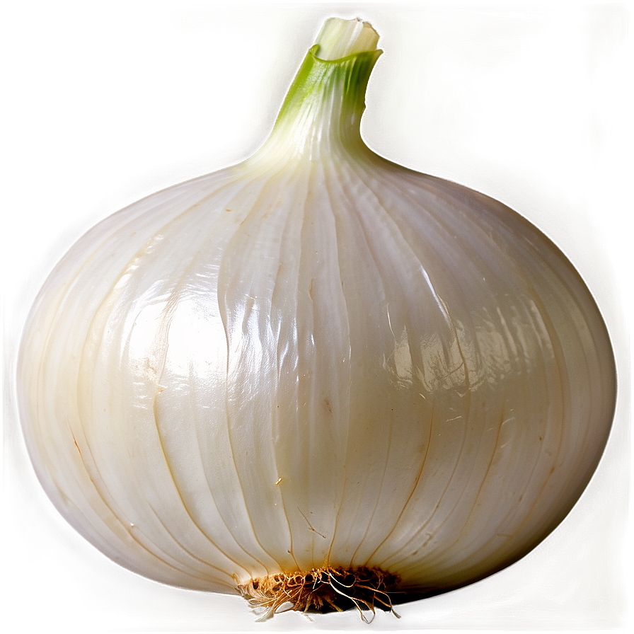 Organic White Onion Png 16