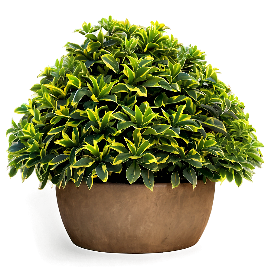 Ornamental Bush Png 34