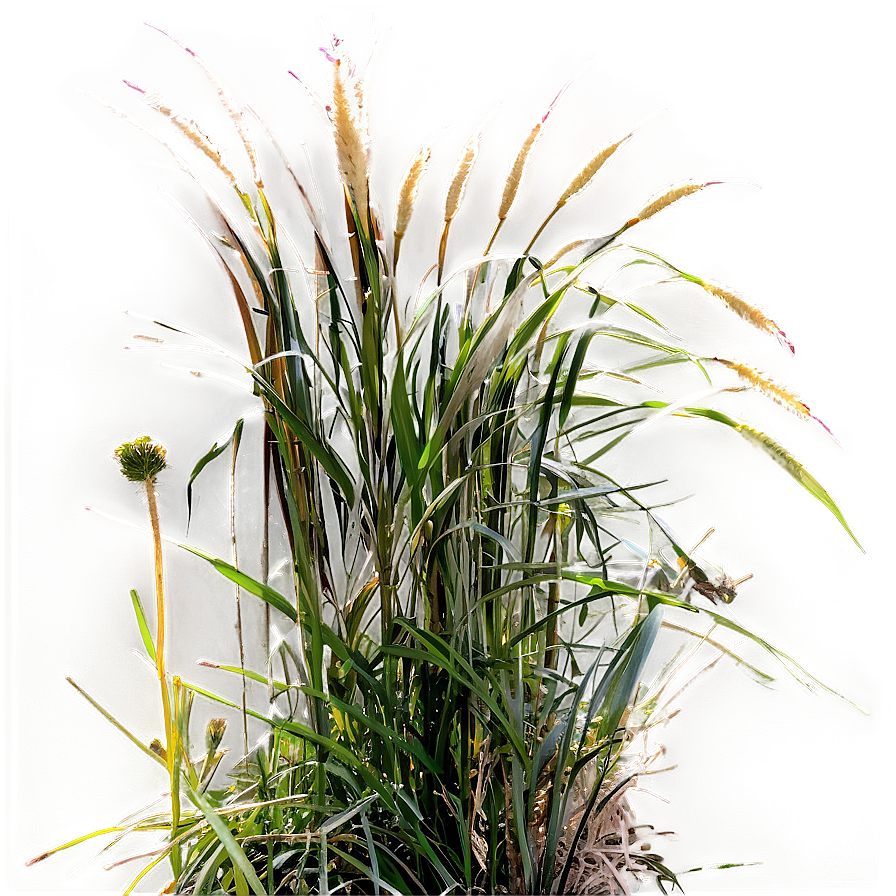 Ornamental Grass Patch Png 99