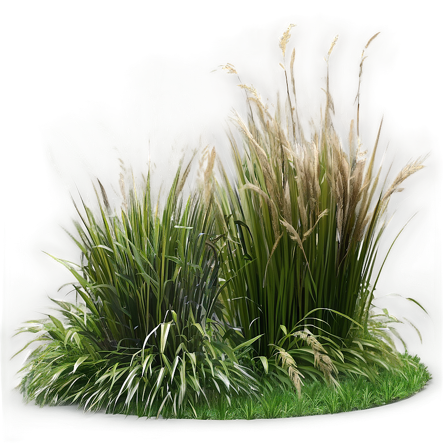 Ornamental Grass Patch Png Ios80