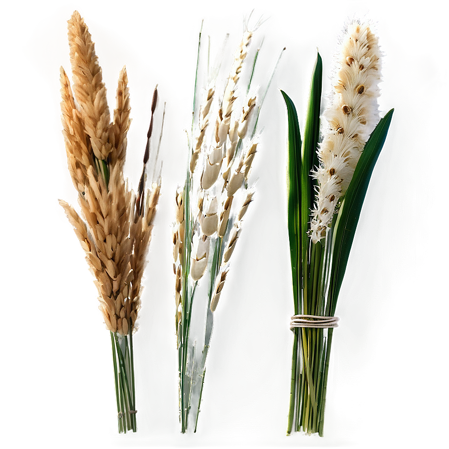 Ornamental Oat Grass Png 2