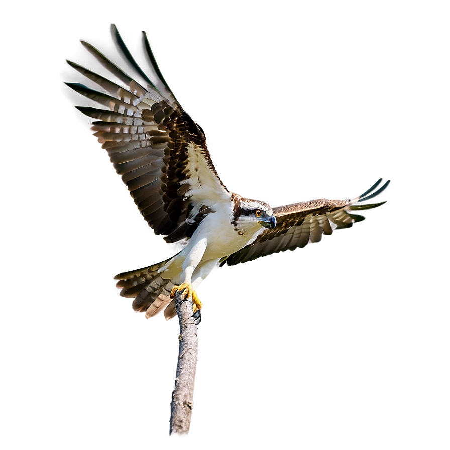 Osprey Bird Flying Png 37