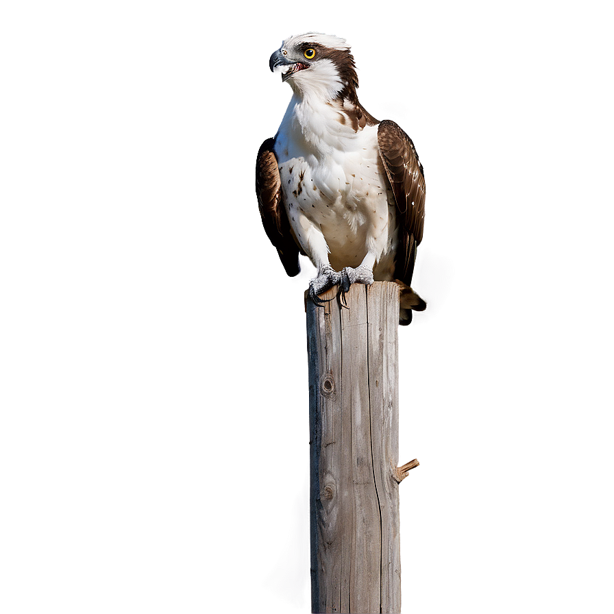 Osprey Calling Sound Png 17