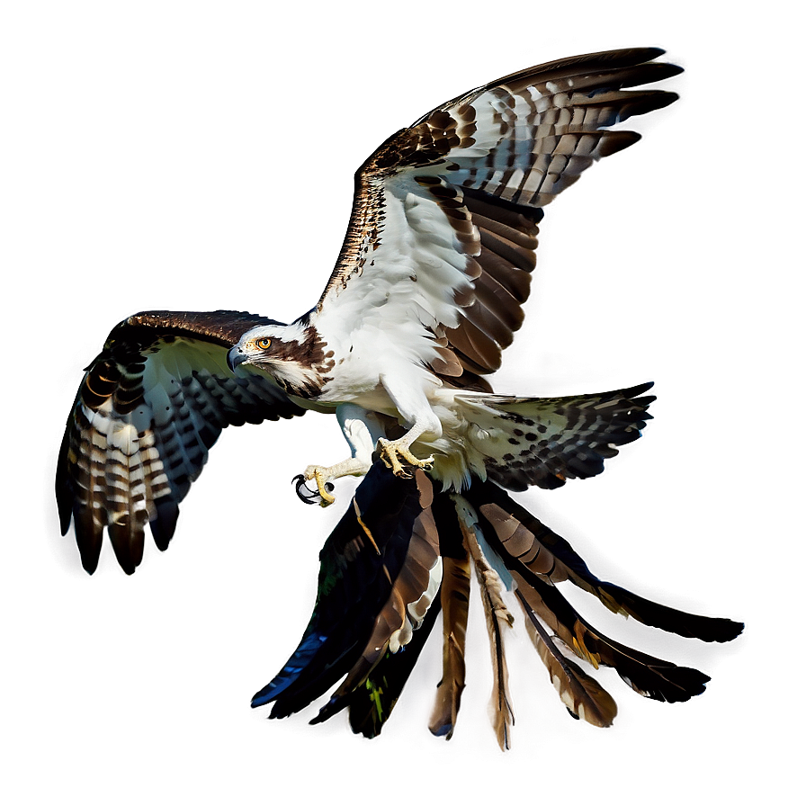 Osprey Catching Fish Png 06292024