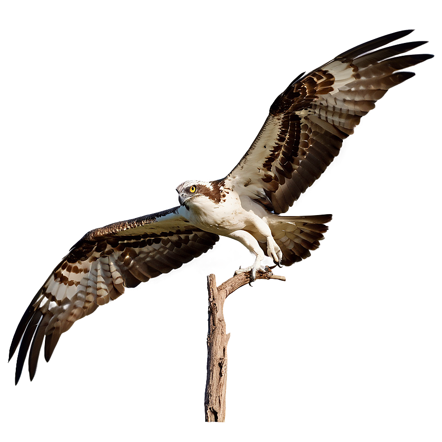 Osprey Diving At Sunset Png Sob63