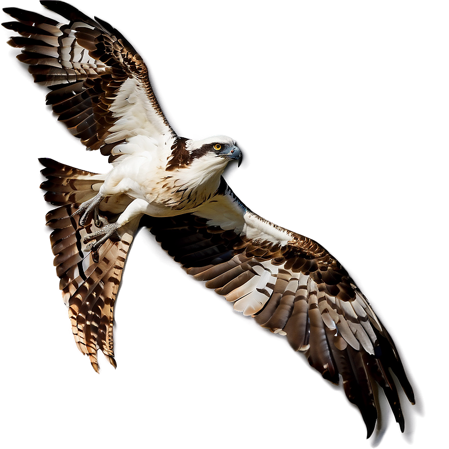 Osprey In Coastal Area Png 06292024