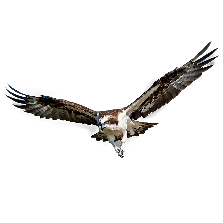 Osprey In Mid-dive Png 06292024