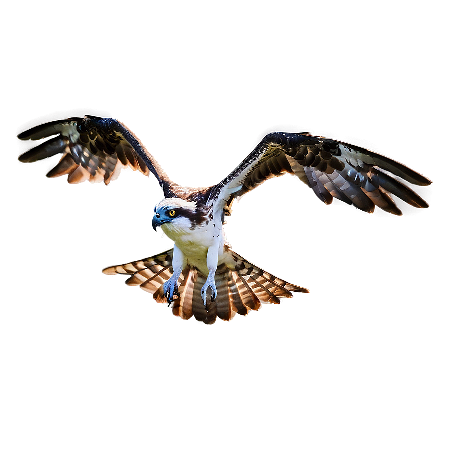 Osprey In Mid-dive Png 21