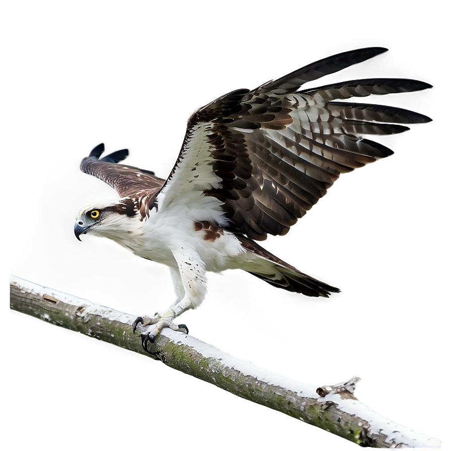 Osprey In Rainy Weather Png Vlc41