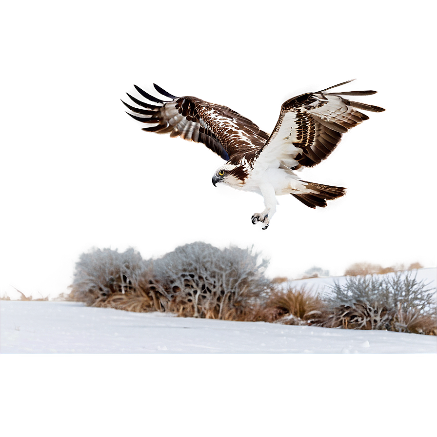 Osprey In Winter Scene Png 48