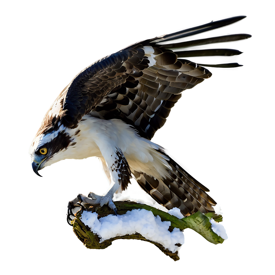 Osprey In Winter Scene Png Ceg88