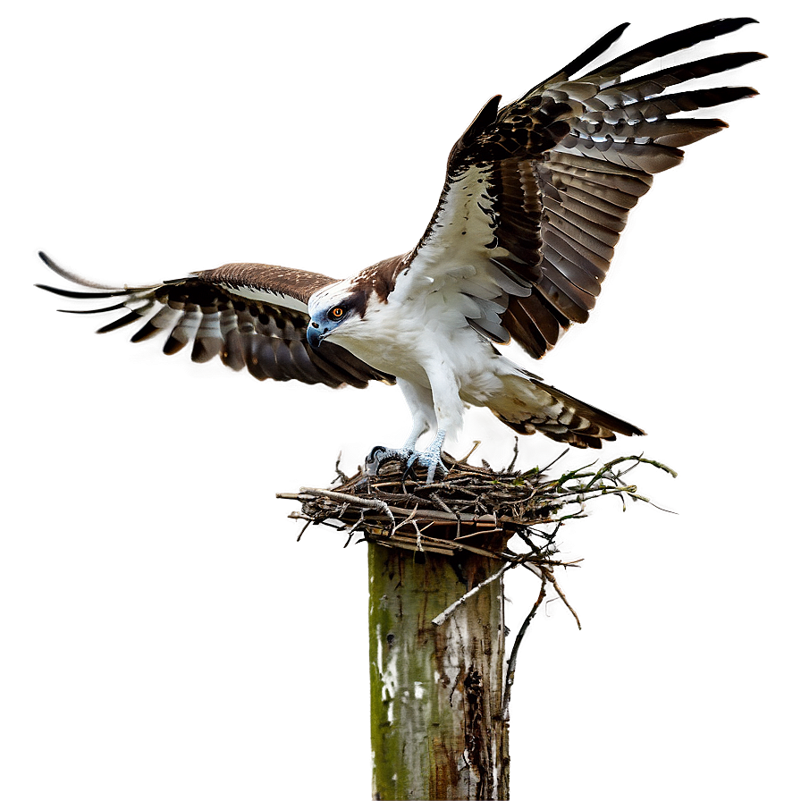 Osprey Nest Building Png 48