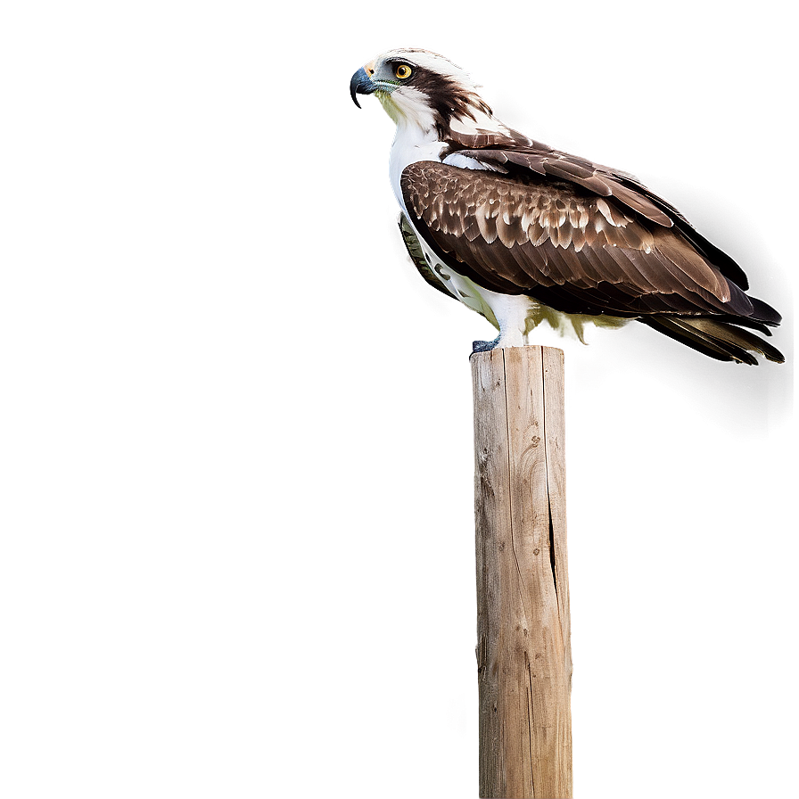 Osprey Nest On Pole Png Fne