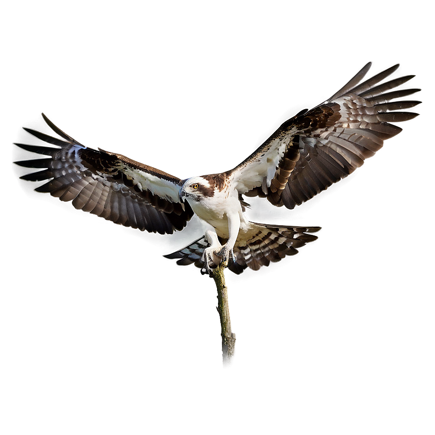 Osprey Pair Bonding Png 06292024