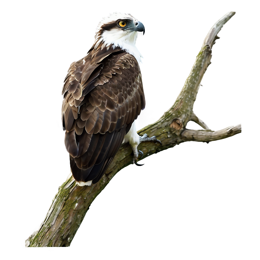 Osprey Perched On Branch Png Ima