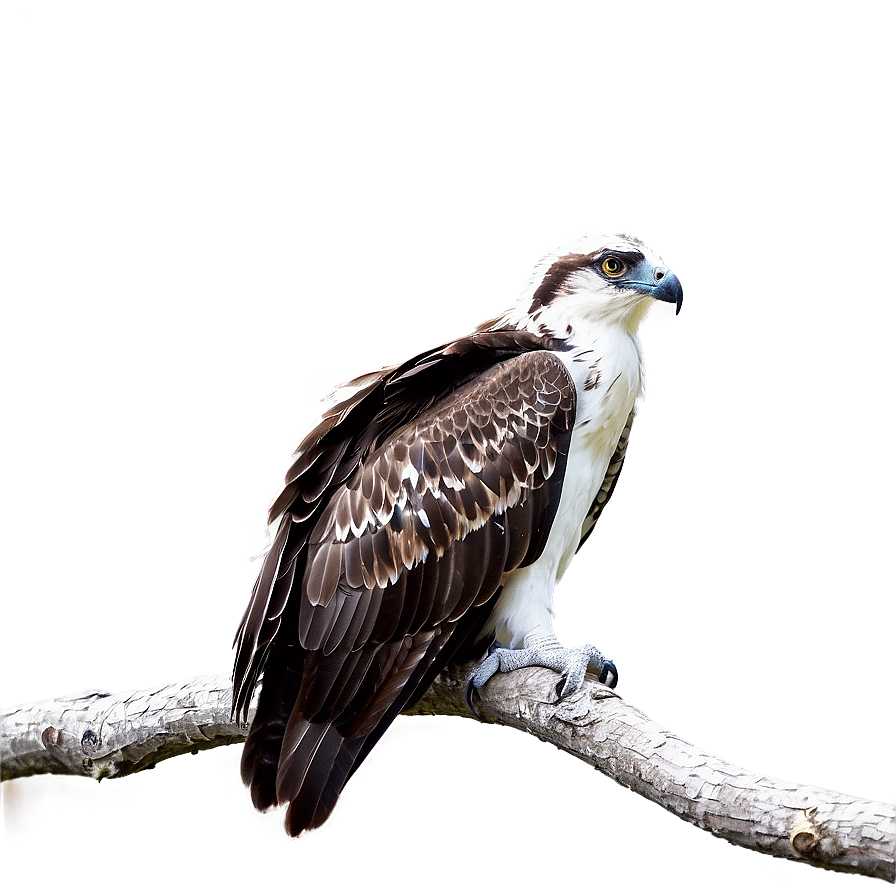 Osprey Perched On Branch Png Xbd