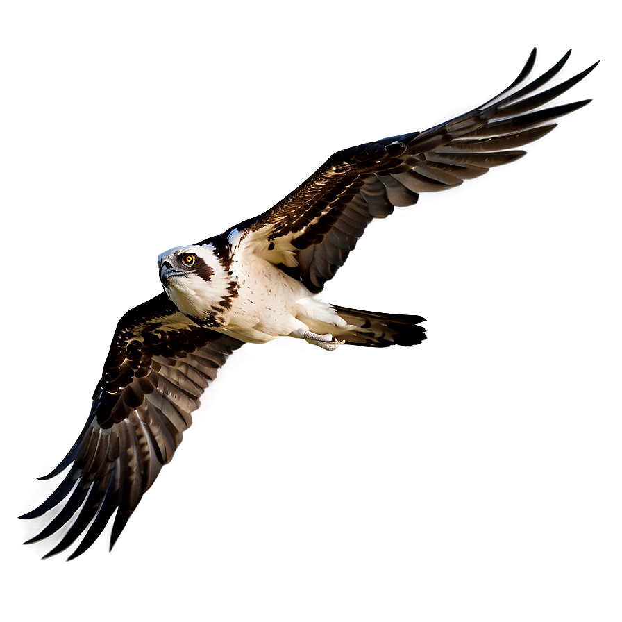 Osprey Silhouette At Dawn Png Dhs87