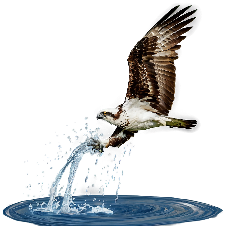 Osprey Splashing Into Water Png 68