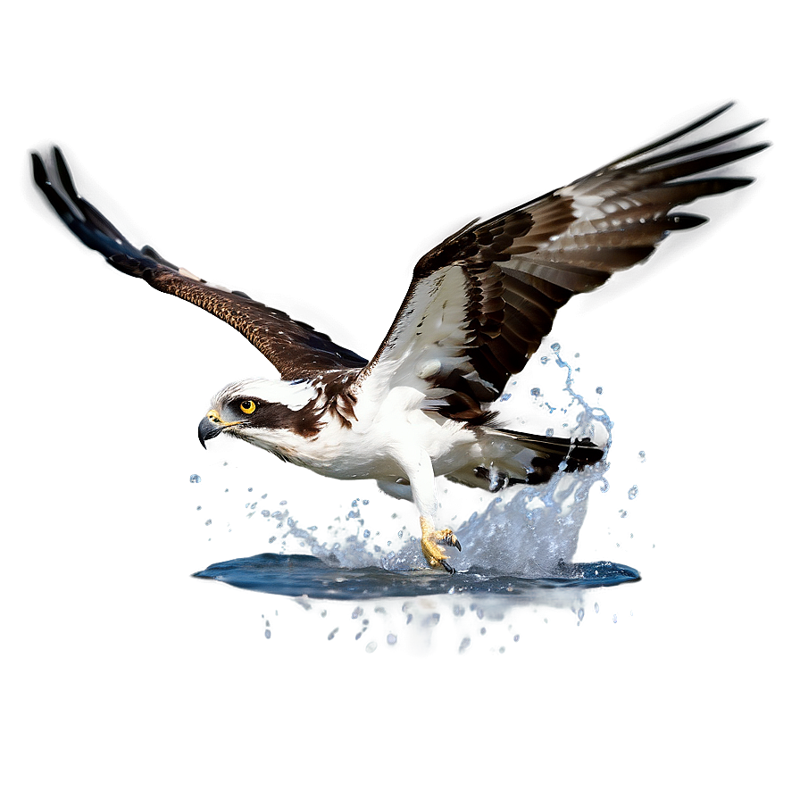 Osprey Splashing Into Water Png Ska