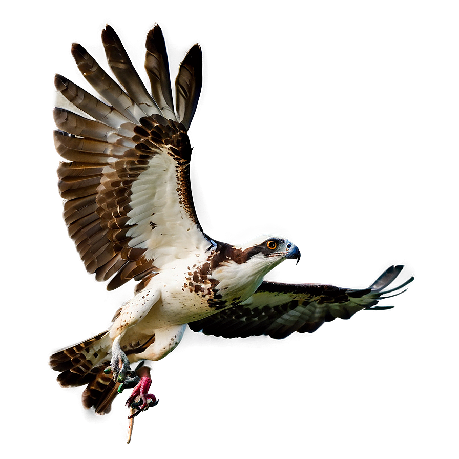 Osprey With Catch Of The Day Png 06292024