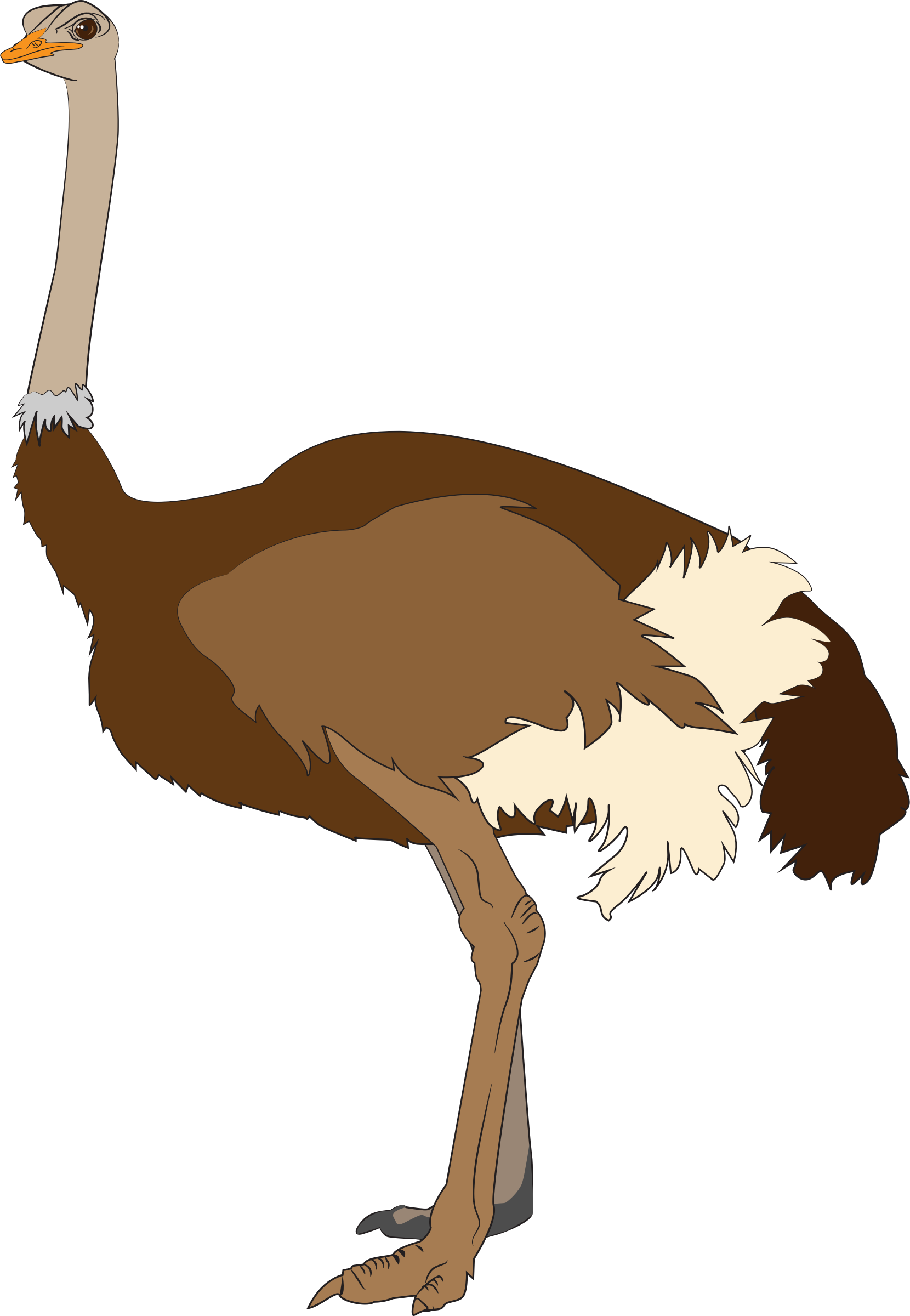 Ostrich Illustration.png