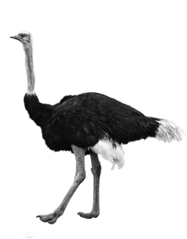 Ostrich Standing Side View