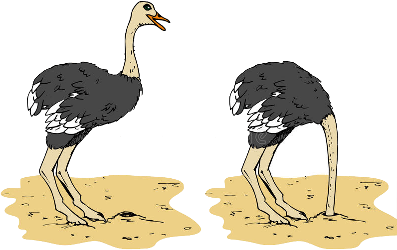 Ostriches_ Illustration_ Two_ Poses