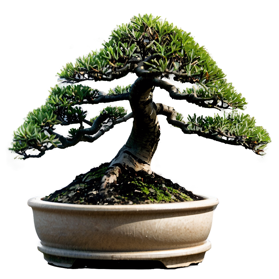 Outdoor Bonsai Png 06252024