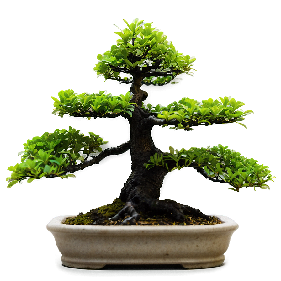 Outdoor Bonsai Png Prn58