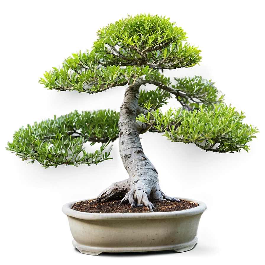 Outdoor Bonsai Png Pwd