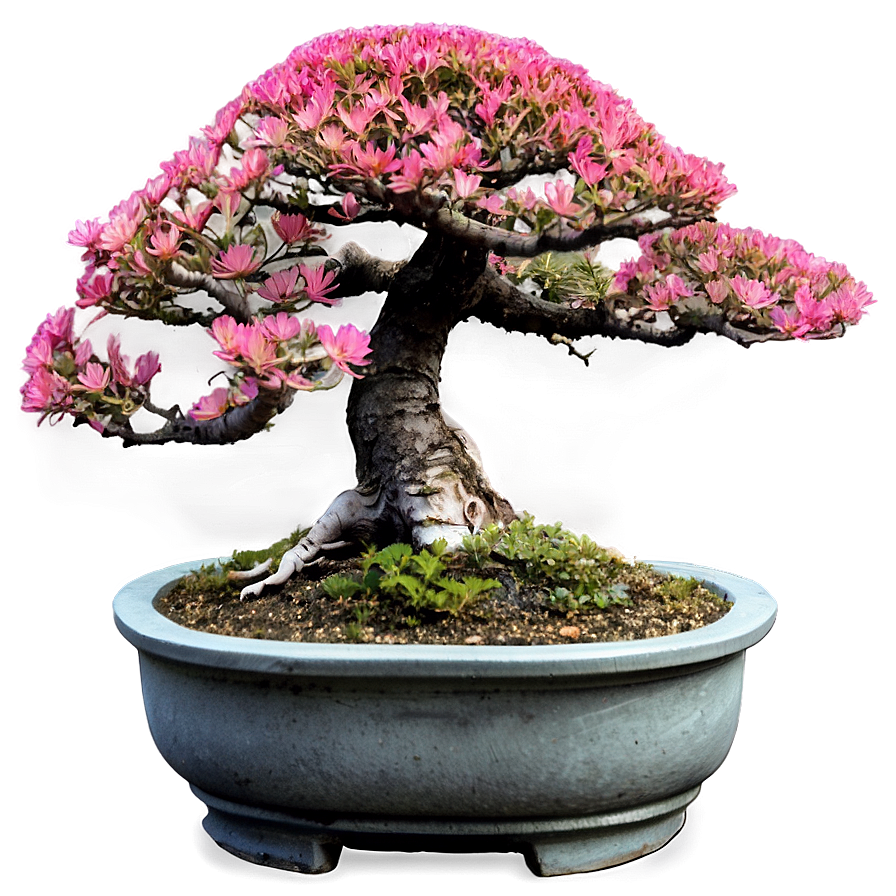 Outdoor Bonsai Png Vjb