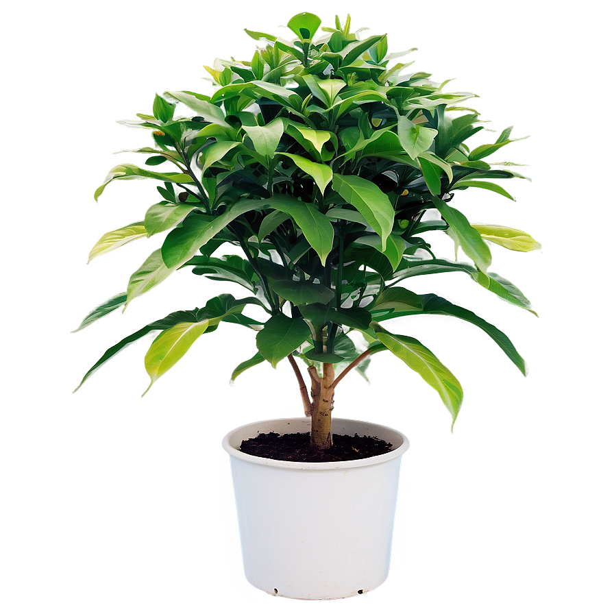 Outdoor Plant Png Qbd