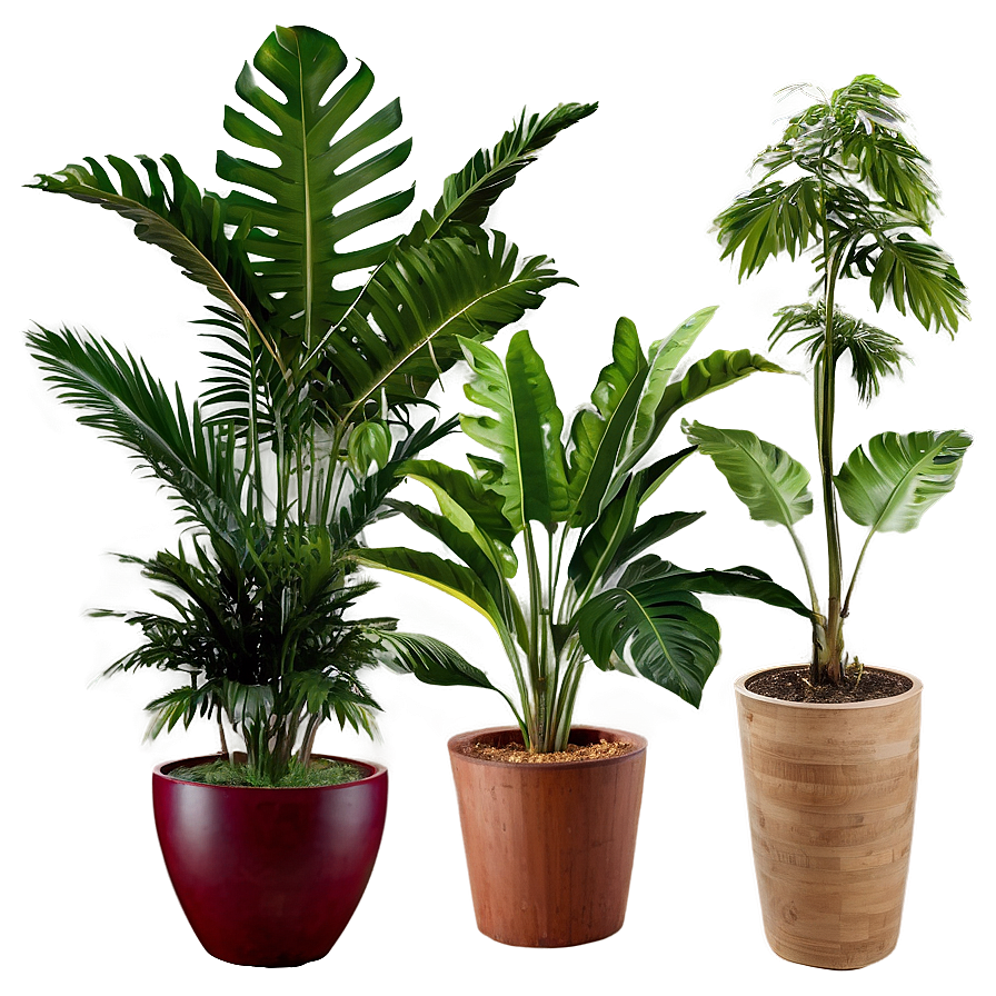 Outdoor Tropical Plants Png 06252024